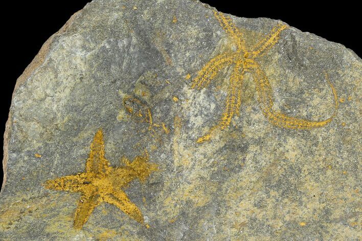 Ordovician Starfish (Petraster?) & Brittle Star (Ophiura) Fossils #118068